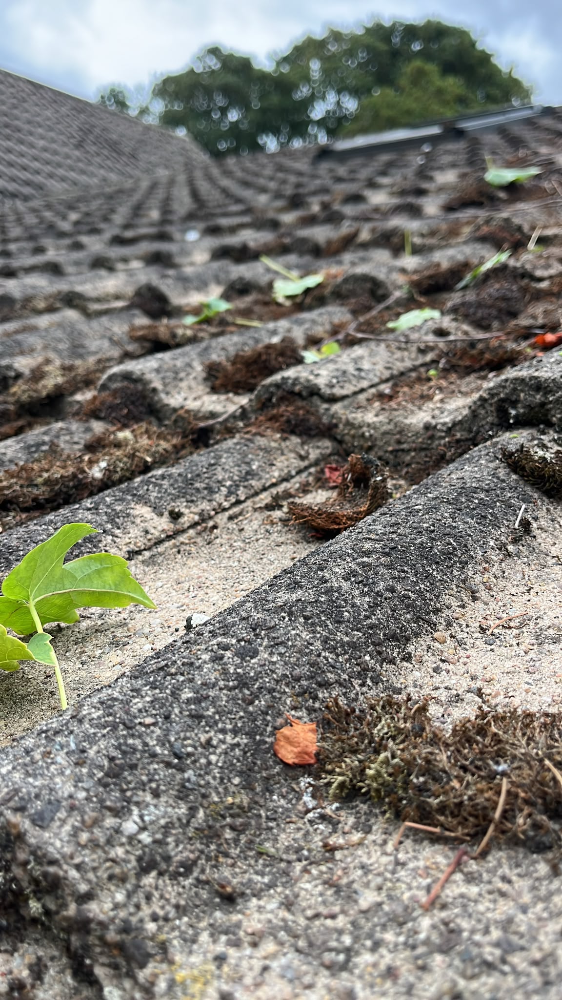 Older worn roofing system approaching the need for complete replacement
